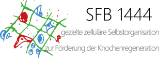 Logo SFB 1444 - gezielte zelluläre Selbstorganisation zur Förderung der Knochenregeneration